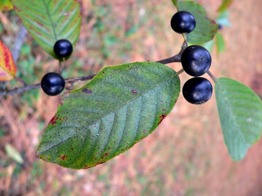 {Frangula caroliniana}